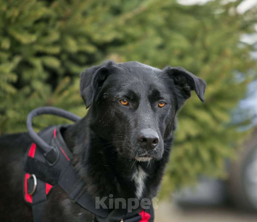 Собаки в Москве: Харизматичный Вилли ищет семью! Мальчик, Бесплатно - фото 5