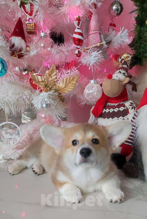 Собаки в Санкт-Петербурге: Корги пемброк девочка  Девочка, 80 000 руб. - фото 2