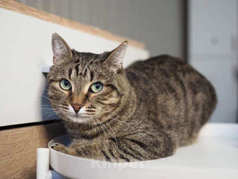 Кошки в Москве: Котик Бусик в добрые руки Мальчик, Бесплатно - фото 3