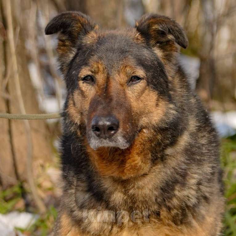 Собаки в Москве: Макса Девочка, Бесплатно - фото 3