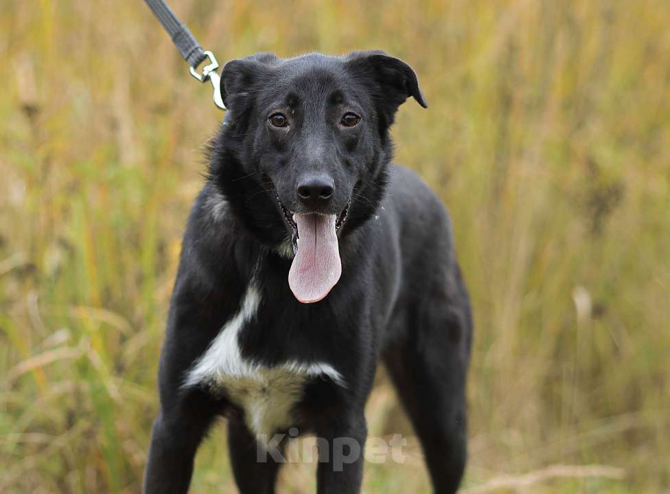 Собаки в Москве: Миша, вырос и грустит в приюте Мальчик, Бесплатно - фото 5