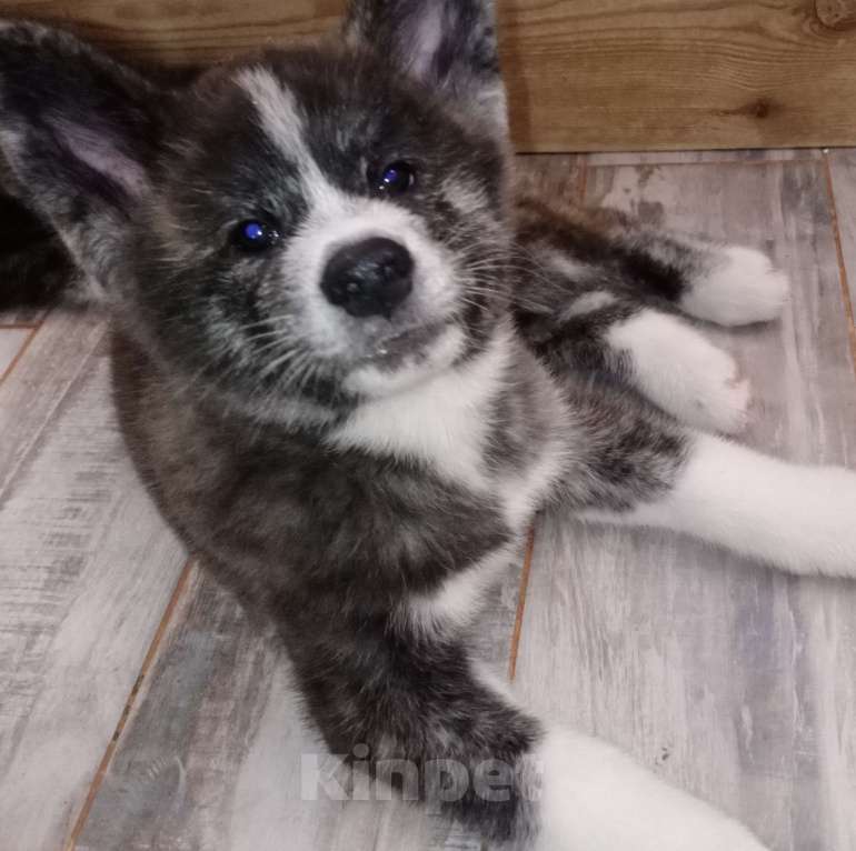 Собаки в Санкт-Петербурге: Щенки Акита ину  Девочка, Бесплатно - фото 5