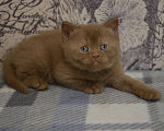 Кошки в Москве: Котик окраса циннамон. Мальчик, 30 000 руб. - фото 1