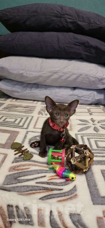 Кошки в Москве: Девочка с красным ошейником Девочка, 50 000 руб. - фото 2