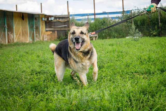 Собаки в Москве: Взрослая восточно-европейская овчарка Тайга в добрые руки Девочка, Бесплатно - фото 5
