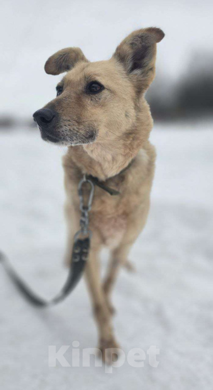 Собаки в Королеве: Мушка. 9 долгих лет в приюте! Девочка, Бесплатно - фото 3