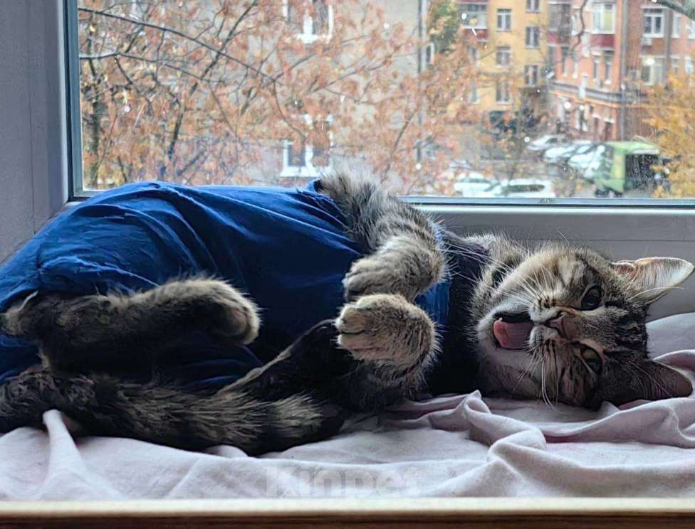 Кошки в Москве: Кошечка Пружинка в добрые руки.  Девочка, Бесплатно - фото 4