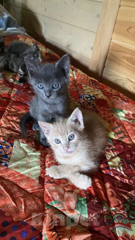 Кошки в Сочи: Котёнок  Мальчик, Бесплатно - фото 2