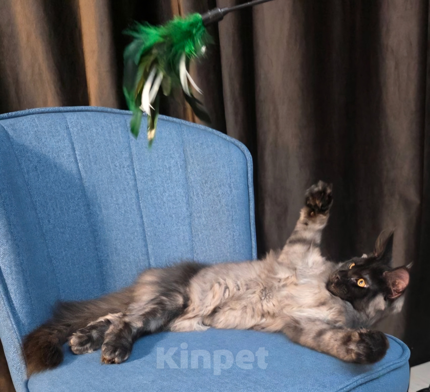 Кошки в Краснодаре: Котенок Мейн-кун Девочка, 50 000 руб. - фото 4