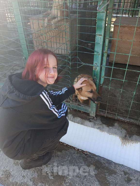 Собаки в других городах Краснодарского края: 3лапый метис корги в дар с доставкой  Мальчик, Бесплатно - фото 10