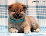 Собаки в Москве: щенки сиба ину (шиба ину) Мальчик, 30 000 руб. - фото 4