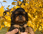 Собаки в Всеволожске: щенки Мальчик, 80 000 руб. - фото 1