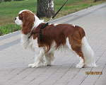 Собаки в Химках: Вязка. Кавалер кинг чарльз спаниель, 25 000 руб. - фото 3