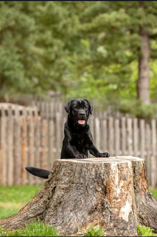 Собаки в Томске: Чёрный подрощенный мальчик.  Мальчик, 30 000 руб. - фото 3