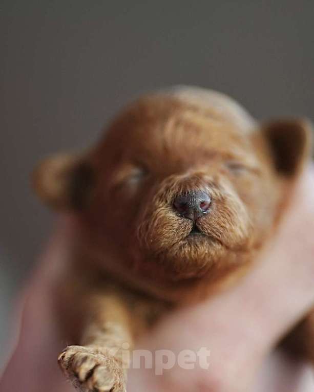 Собаки в Санкт-Петербурге: Щенки пуделя той/миниатюр  Девочка, Бесплатно - фото 1