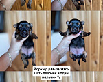 Собаки в Новосибирске: Йоркширский терьер, щенки Девочка, 35 000 руб. - фото 1