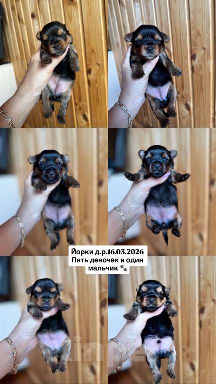 Собаки в Новосибирске: Йоркширский терьер, щенки Девочка, 35 000 руб. - фото 1