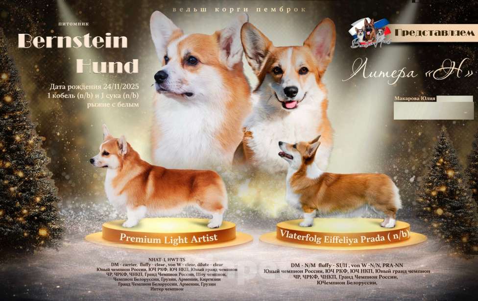 Собаки в Санкт-Петербурге: Племенной щенок из питомника Девочка, 60 000 руб. - фото 7