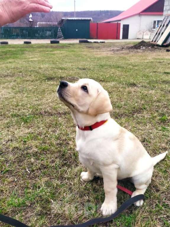 Собаки в других городах Ульяновской области: В поиске самых лучших родителей Девочка, 80 000 руб. - фото 5