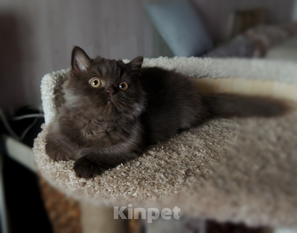 Кошки в Санкт-Петербурге: Британский шоколадный мальчик. Мальчик, 35 000 руб. - фото 3