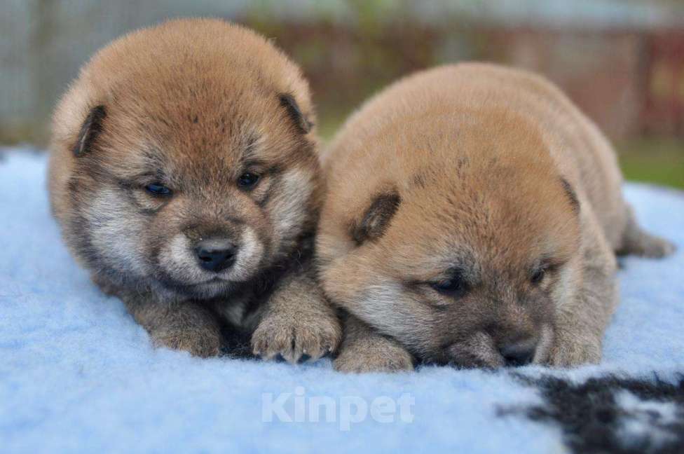 Собаки в Москве: Сиба-ину, мальчики Мальчик, 60 000 руб. - фото 1