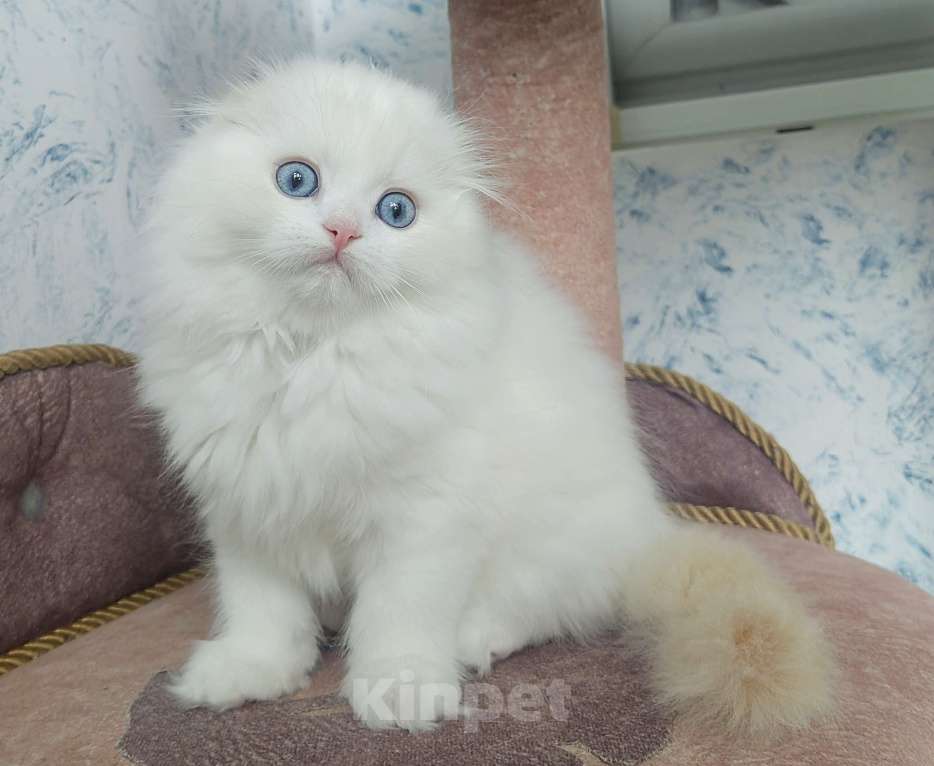 Кошки в Кисловодске: Шотландские котята Девочка, 35 000 руб. - фото 3