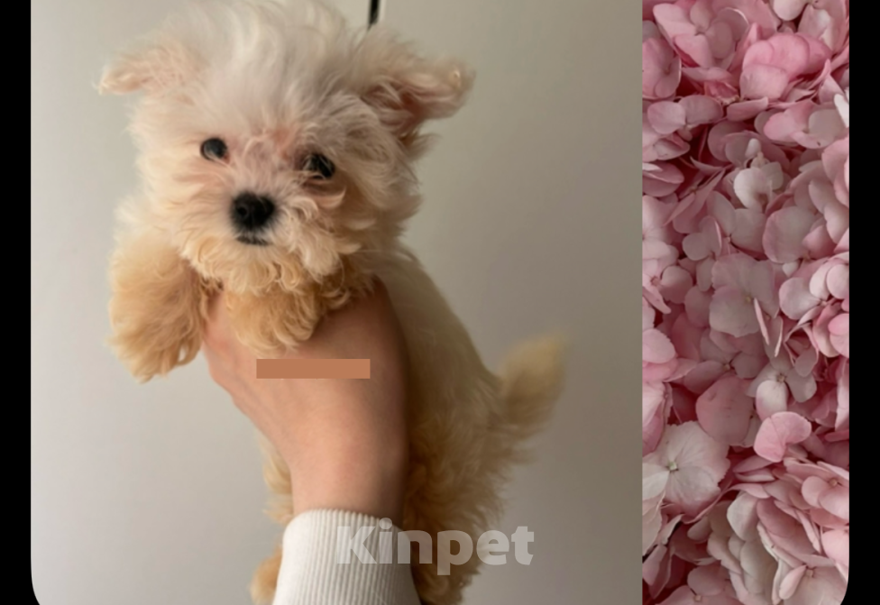 Собаки в Москве: Мальтипу микро Мальчик, 40 000 руб. - фото 4