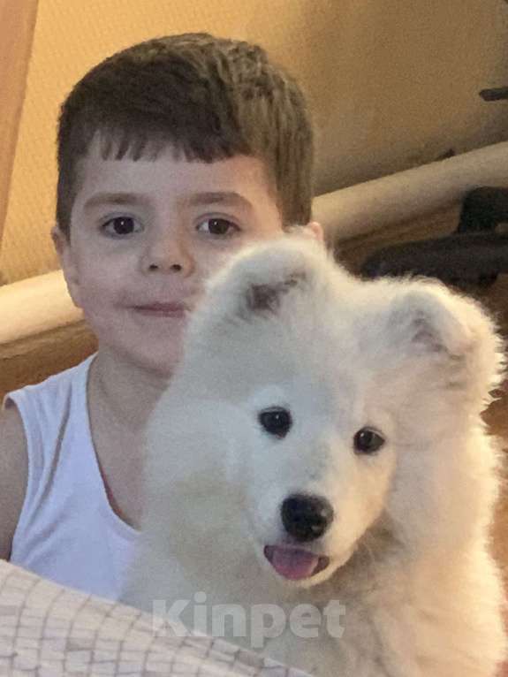 Собаки в Новосибирске: Продам малышку самоедку Девочка, 20 000 руб. - фото 1