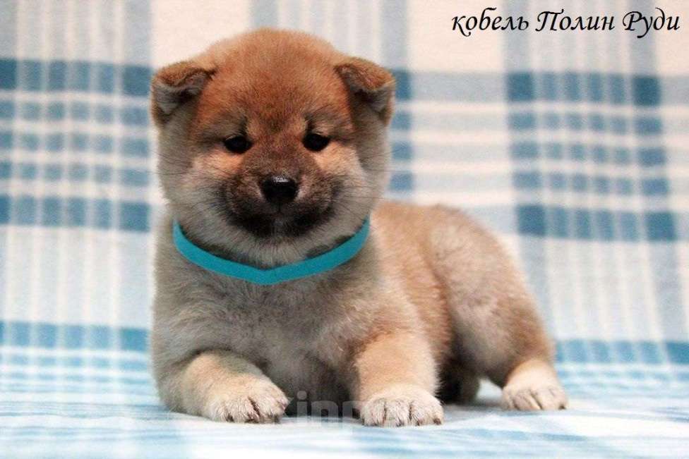 Собаки в Москве: щенки сиба ину (шиба ину) Мальчик, 30 000 руб. - фото 4