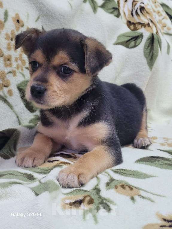 Собаки в Москве: Маленький щенок из приюта в добрые руки Девочка, Бесплатно - фото 3