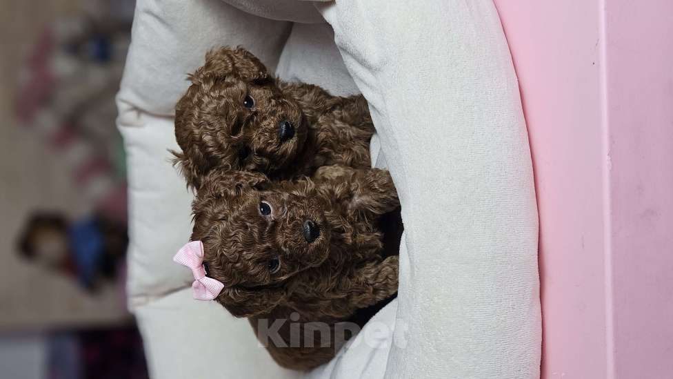 Собаки в Химках: Той-пудель щенки мальчики Мальчик, 200 000 руб. - фото 1
