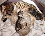 Кошки в Самаре: Бенгальские чистокровные котята  Мальчик, 20 000 руб. - фото 10