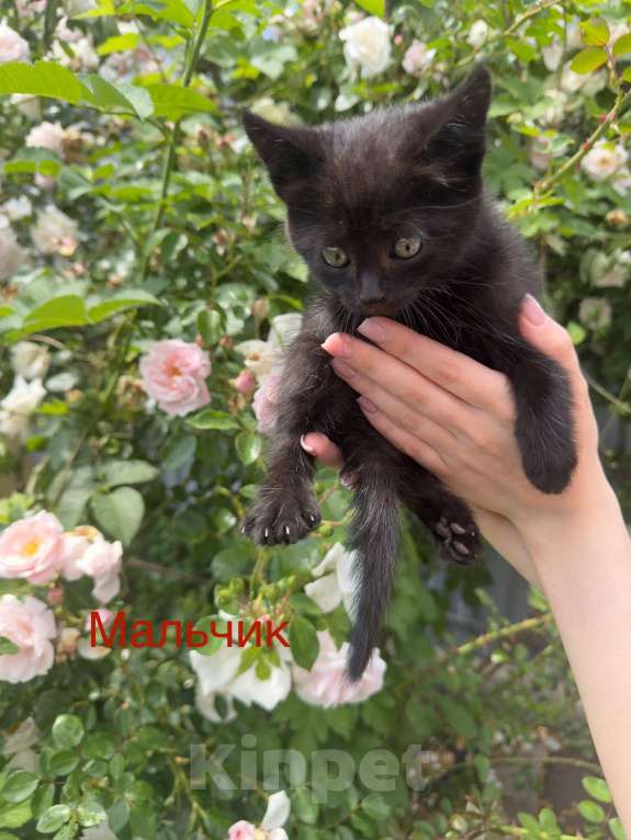 Кошки в Пятигорске: Мальчик в добрые руки  Мальчик, Бесплатно - фото 1