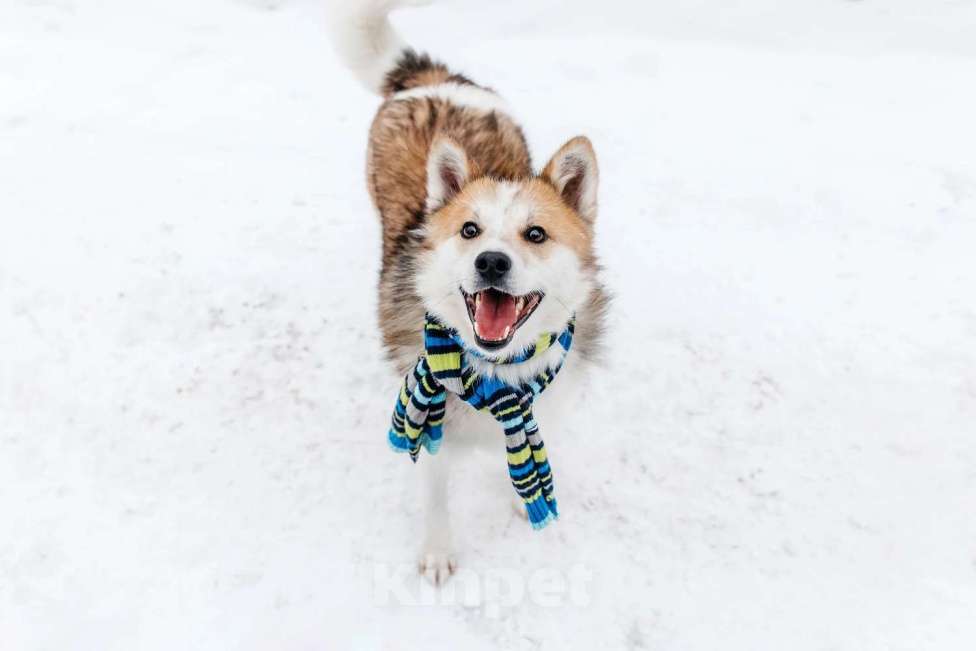 Собаки в Москве: Шпиц Фрэд в добрые руки Мальчик, 1 руб. - фото 3