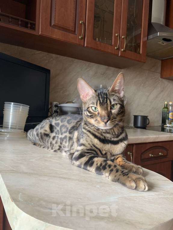 Кошки в Санкт-Петербурге: Убежал кот в районе СНТ Кировец-1 Мальчик, 10 000 руб. - фото 3