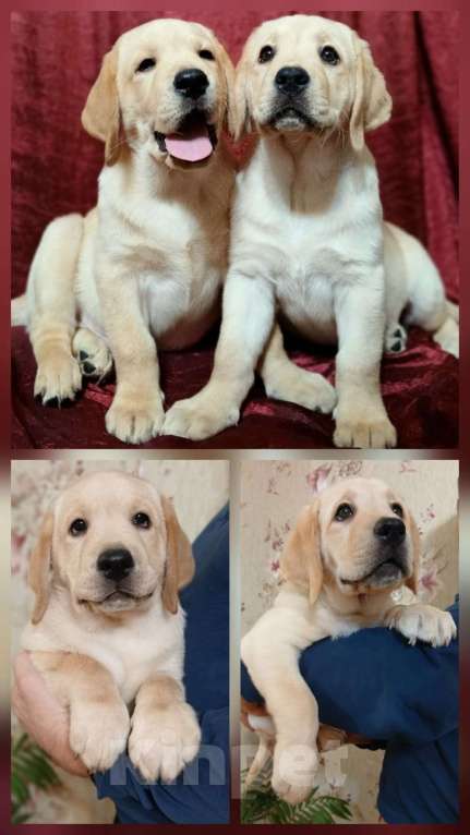 Собаки в других городах Краснодарского края: Щенки лабрадор-ретривер Мальчик, Бесплатно - фото 4