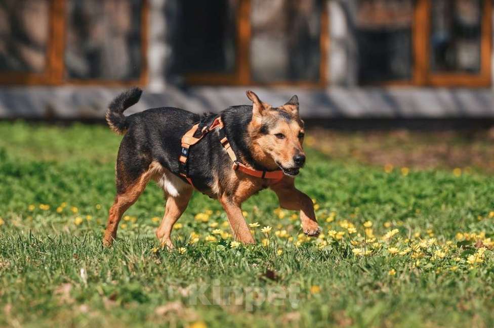 Собаки в Москве: Очаровательный сердцеед Шабак в поисках любящей семьи! Мальчик, Бесплатно - фото 4