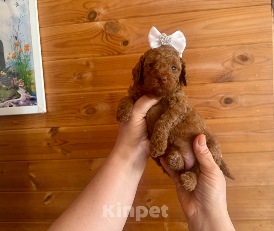 Собаки в Москве: Той пудель Мелкая миниатюра Разнополые, 60 000 руб. - фото 2