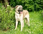 Собаки в Раменском: Люси, мини-метис кангала ищет дом Девочка, Бесплатно - фото 3