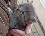 Кошки в других городах Московской области: Пушистый серый мальчик Мальчик, Бесплатно - фото 1