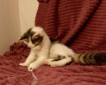 Кошки в Москве: Котёнок в добрые руки  Девочка, Бесплатно - фото 1