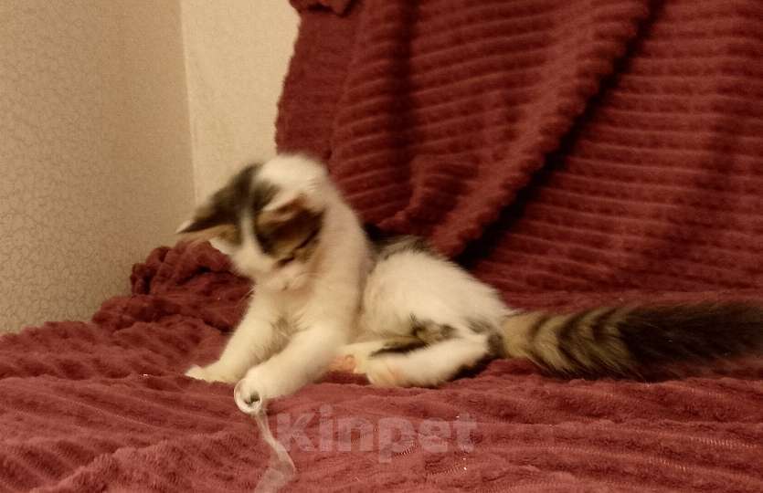 Кошки в Москве: Котёнок в добрые руки  Девочка, Бесплатно - фото 1