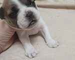 Собаки в Астрахани: Французский бульдог щенок Девочка, 20 000 руб. - фото 2