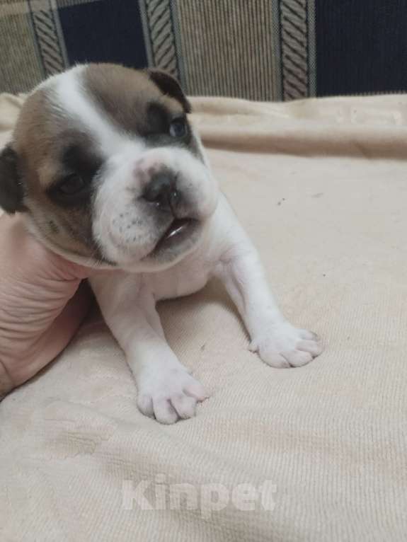 Собаки в Астрахани: Французский бульдог щенок Девочка, 20 000 руб. - фото 2