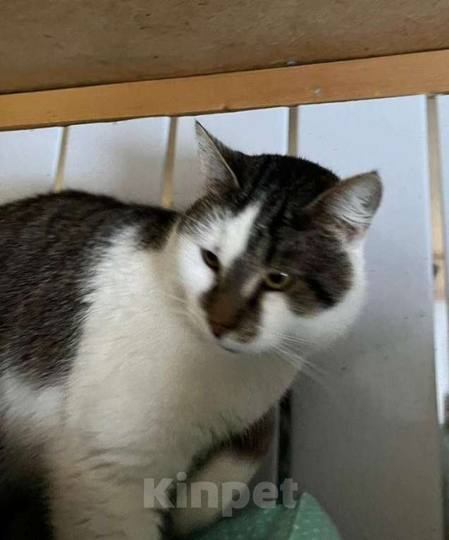 Кошки в Москве: Настоящий мужчина, а не кот Мальчик, Бесплатно - фото 3