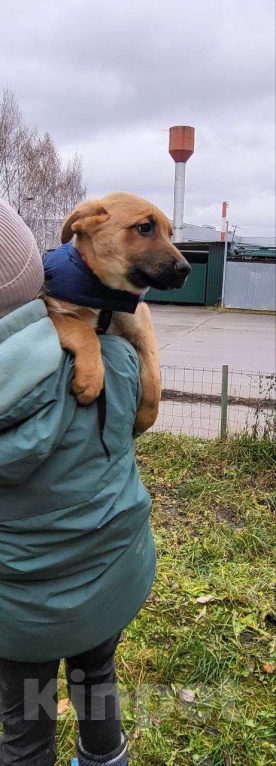 Собаки в Долгопрудном: Матвейка Мальчик, 100 руб. - фото 2