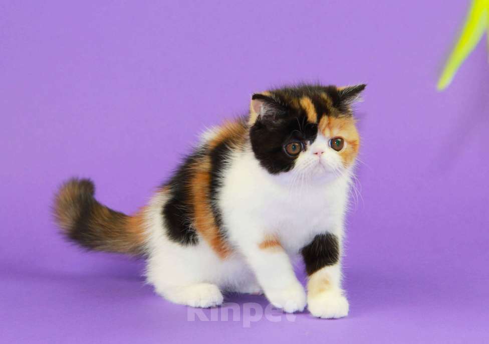 Кошки в Нижнем Новгороде: Красивая черепаховая кошечка экзот Девочка, 70 000 руб. - фото 2