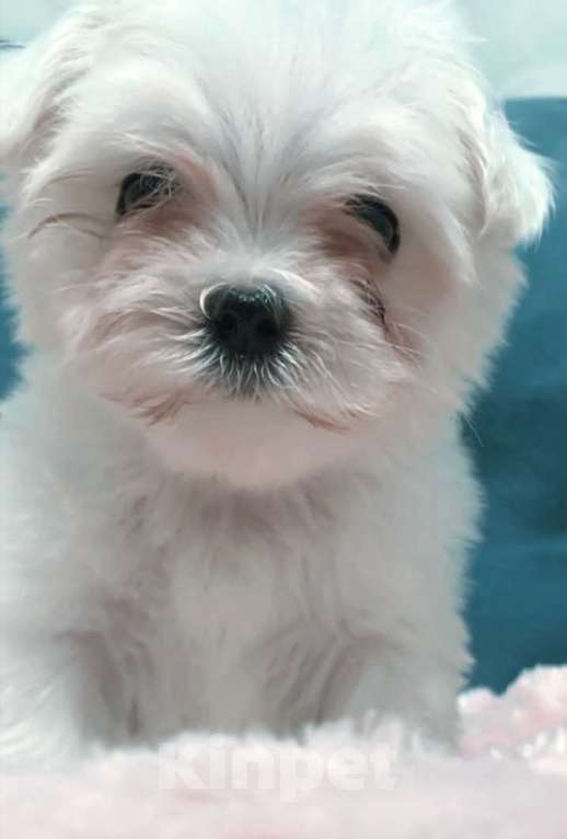 Собаки в Москве: Щенки мальтезе Мальчик, 45 000 руб. - фото 6