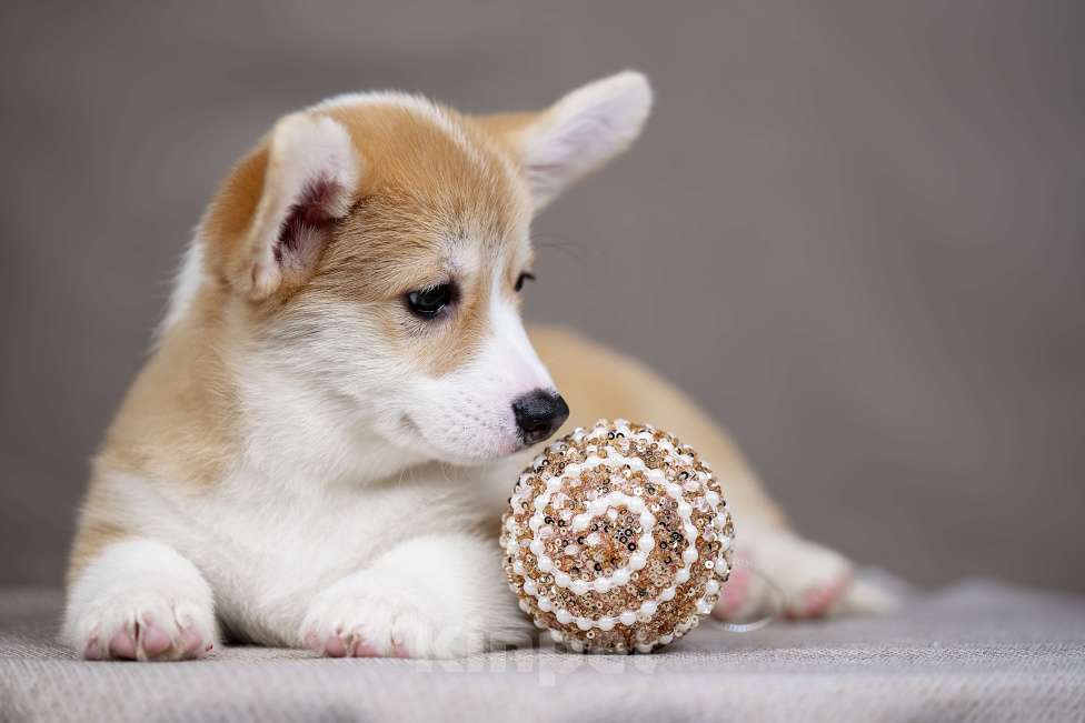 Собаки в Перми: Щенки вельш корги пемброк девочки Девочка, 40 000 руб. - фото 6