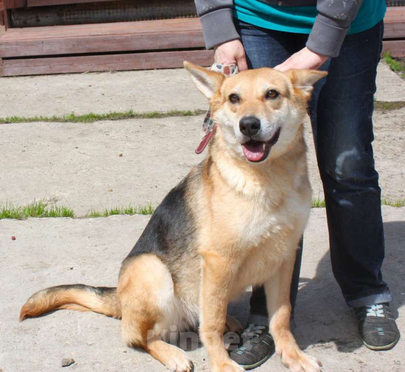 Собаки в Москве: Мяте очень нужен свой человек, она очень грустит без хозяина! Девочка, Бесплатно - фото 7